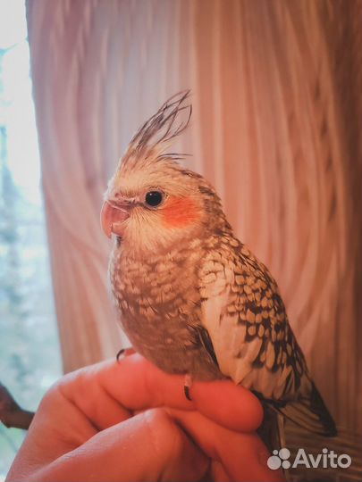 Орнитолог с выездом на дом по Москве и Подмосковью