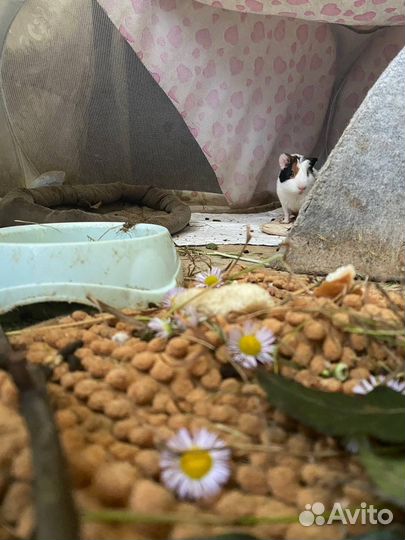 Морская свинка