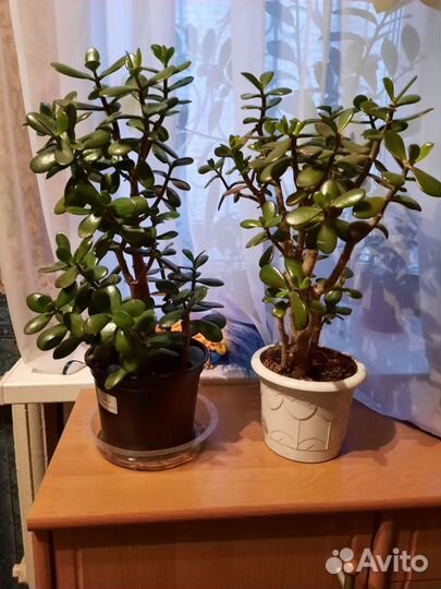 Крассулы разные (денежные деревья)