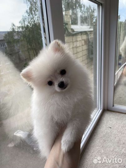 Весовой сухой корм для собак Royal canin