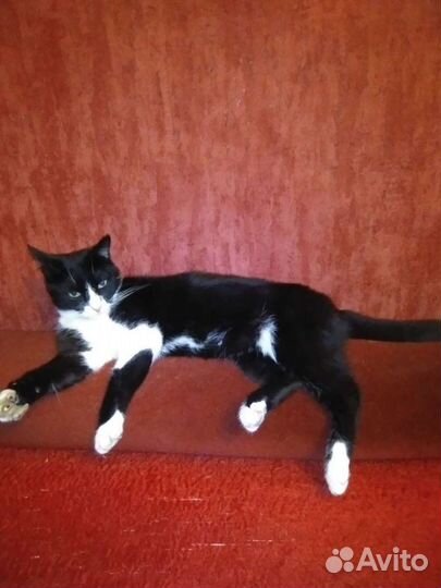 Чёрно-белая кошеня