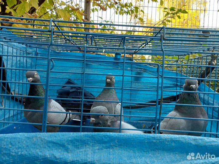 Голуби Венгры синие, пепельные