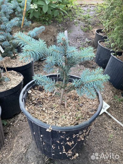 Ель Белобок большие и маленькие