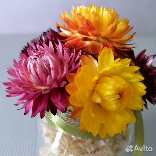 Сухоцветы в банке