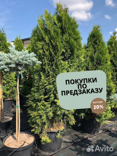 Туя Брабант 1,5 м с посадкой