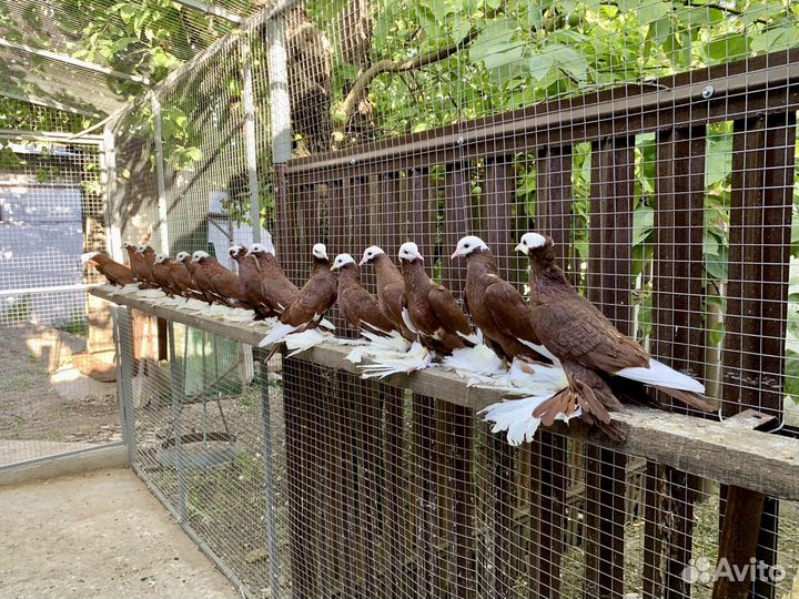 Армавирские белоголовые космачи