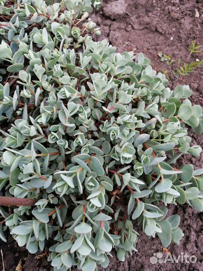 Тимьян почвопокровный