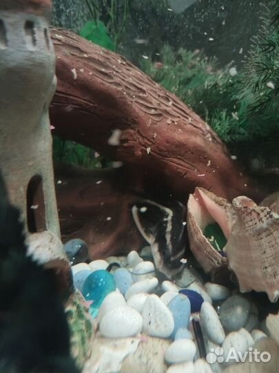 Аквариумные рыбки