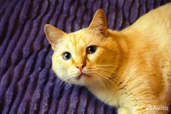 Ласковый таец рэд пойнт Эрик - в добрые руки