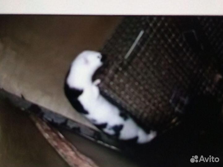 Норка,хорек,соболь,ласка