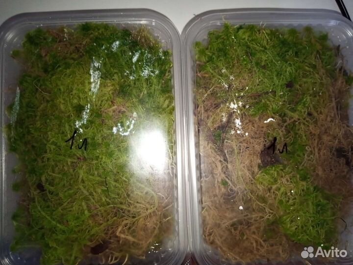Мох сфагнум живой