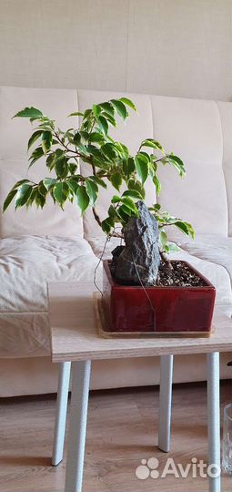 Фикус кинки