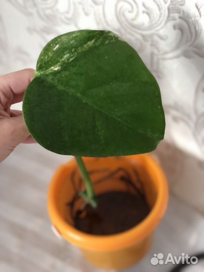 Монстера альба