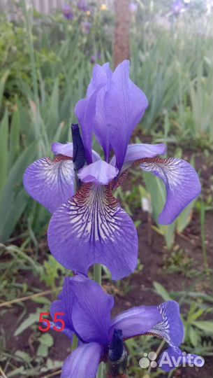 Ирис