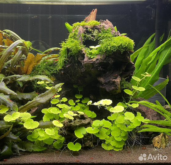 Аквариумные растения