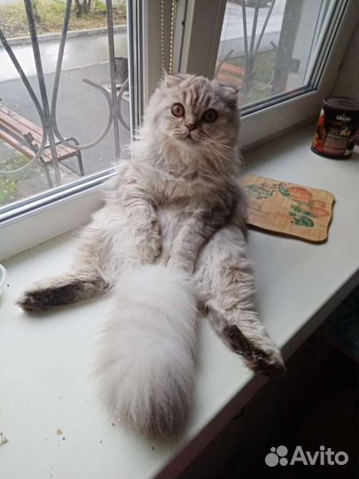 Шотландский кот вязка