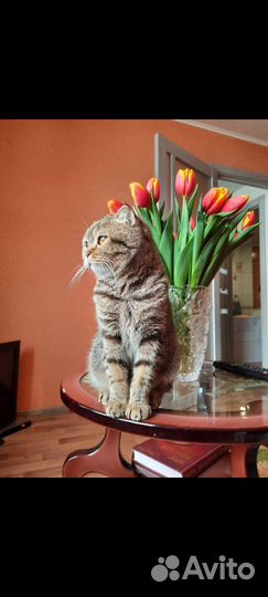 Шотландская кошка