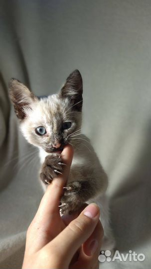 Сиамская кошечка