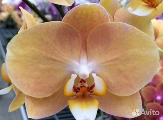 Орхидея Phal. L3029 Galaxy