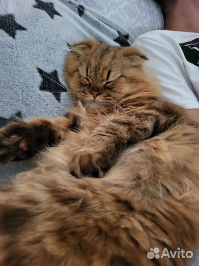 Ищем прекрасную кошечку для вязки