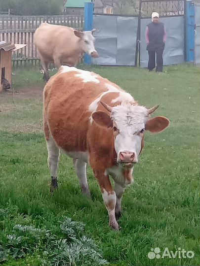 Телка стельная