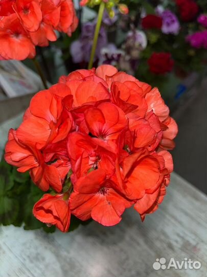 Пеларгония герань