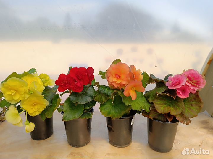 Бегония соления элатиор