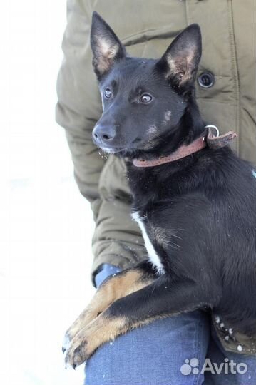 Маленькая собака