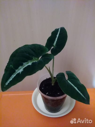 Комнатные растения