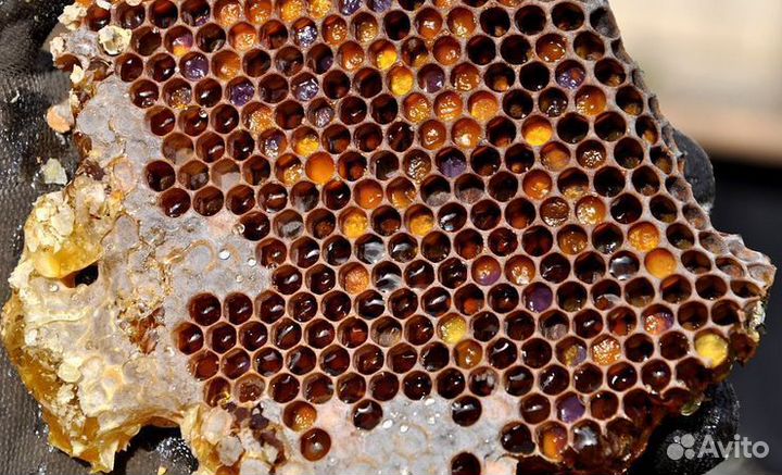 Соты с мёдом и пергой