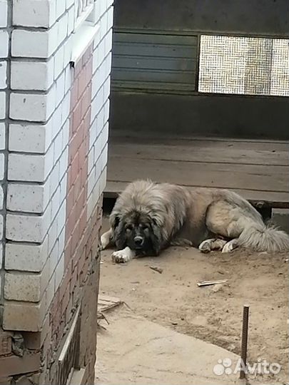 Вязка кавказца