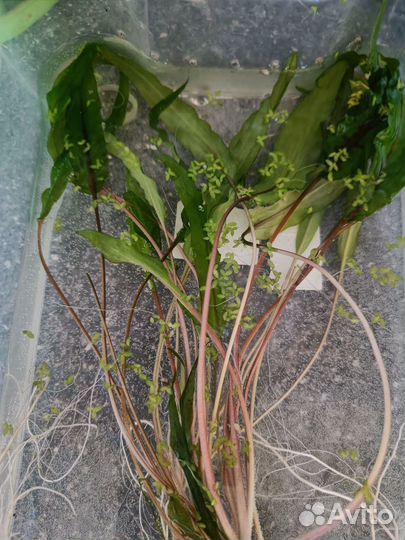 Криптоколина