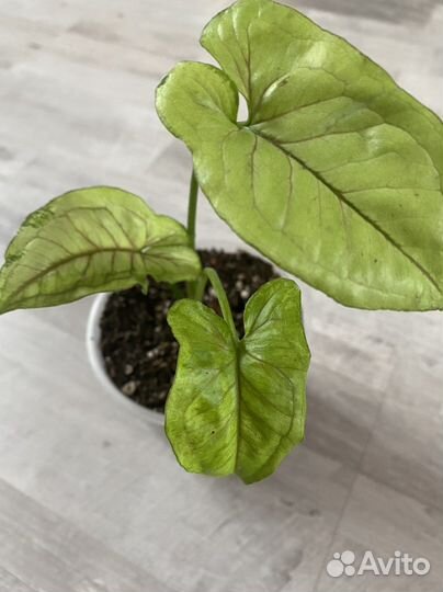 Сингониум Орм Мани