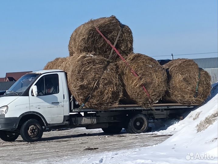 Продам сено в рулонах