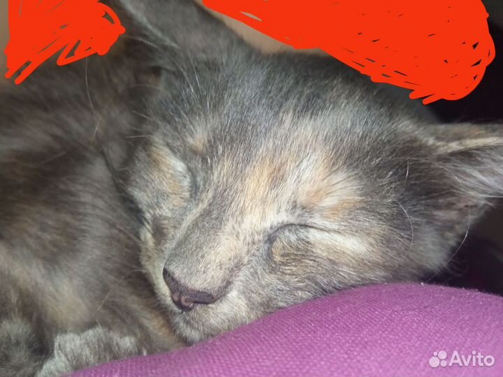 Кошка в дар