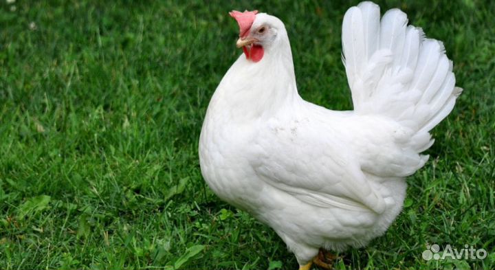 Белоснежные Леггорн с идеальным оперением