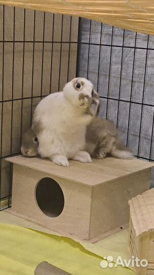 Декоративные кролики