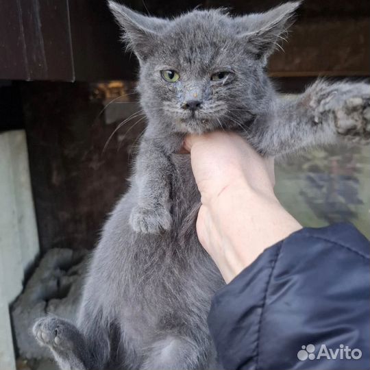 Котенок от рус. голубой кошки 1,5 мес дев.на улице