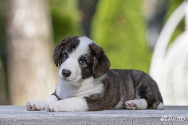 Вельш-корги кардиган