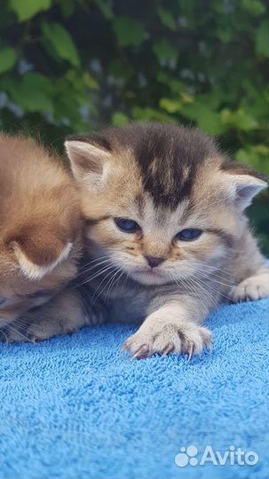 Золотые британцы