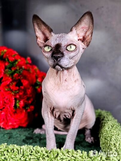 Котята сфинкс