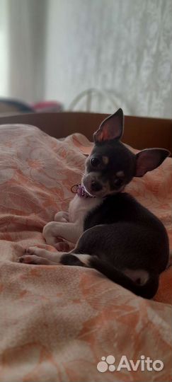 Погуляю С вашей собакой за вас