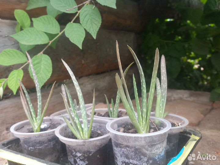 Алоэ древовидный