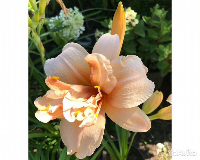 Лилейник Double Dream