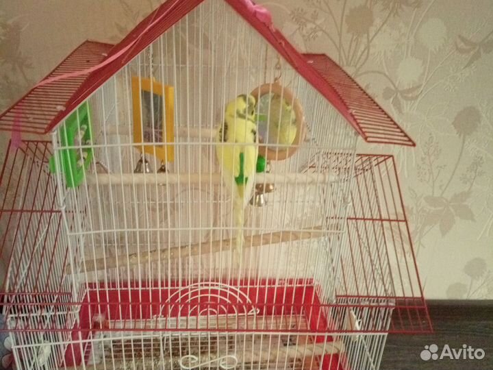 Клетка для попугая