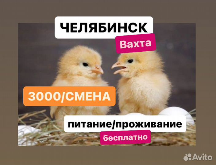 Сотрудники птицефабрики вахтой.Купим билет