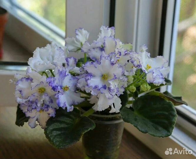 Детки фиалок