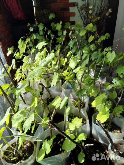 Саженцы винограда