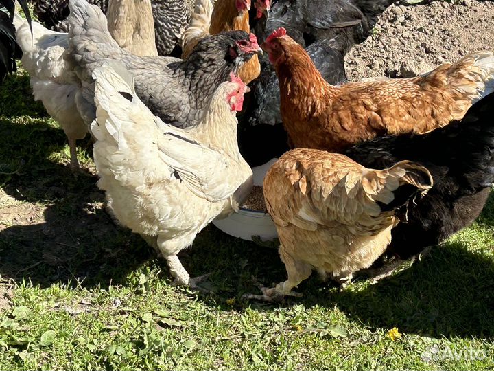 Курицы несушки домашние
