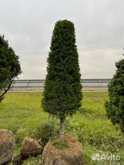 Можжевельник формированный виргинский